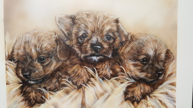 Three Norwich pups