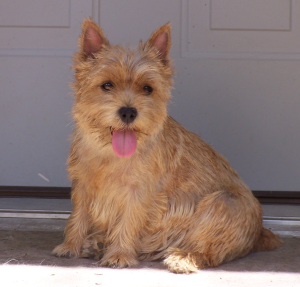 Itsy bitsy hot sale norwich terriers