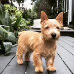 Norwich Terrier Winston at home on his deck.
