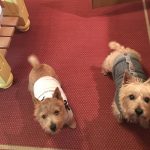 Norwich Terriers Mae and Harry