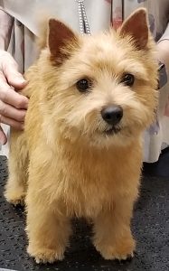 Norwich Terrier Ruffles